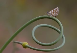 Kzl Zpzp (Spialia orbifer)