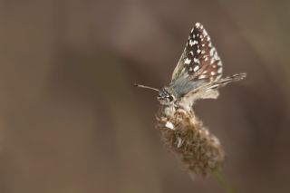 Kzl Zpzp (Spialia orbifer)