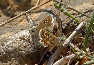 Mara Zpzp (Spialia osthelderi)