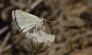 Mara Zpzp (Spialia osthelderi)