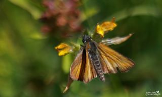 Yeni Zpzp (Thymelicus novus)