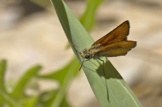 Yeni Zpzp (Thymelicus novus)