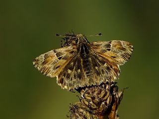 Hatmi Zpzp (Carcharodus alceae)