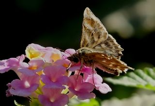Hatmi Zpzp (Carcharodus alceae)