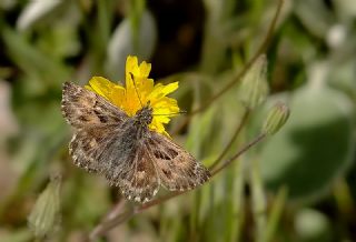 Hatmi Zpzp (Carcharodus alceae)