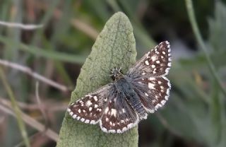 Ebegmeci Zpzp (Pyrgus malvae)