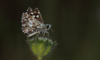 Ebegmeci Zpzp (Pyrgus malvae)