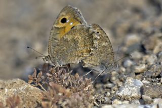 Levantin Yalanc�cad�s�&nbsp;(Pseudochazara&nbsp;pelopea)