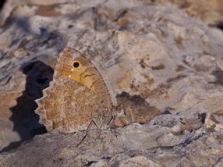 Levantin Yalanccads (Pseudochazara pelopea)