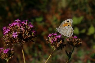 Turan Yalanc�cad�s�&nbsp;(Pseudochazara&nbsp;telephassa)