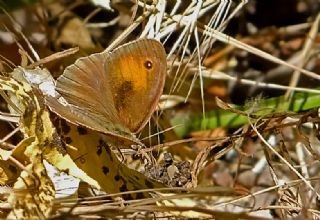 Do�u �ay�r Esmeri&nbsp;(Maniola&nbsp;telmessia)