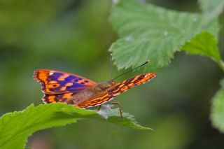 Trakya mparatoru (Apatura metis)