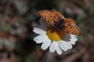Hatayl� �parhan&nbsp;(Melitaea&nbsp;collina)