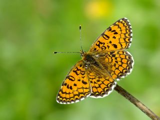 Hatayl parhan (Melitaea collina)