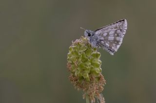 spanyol Zpzp (Pyrgus armoricanus)