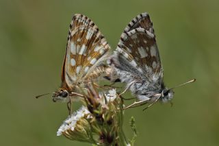 spanyol Zpzp (Pyrgus armoricanus)