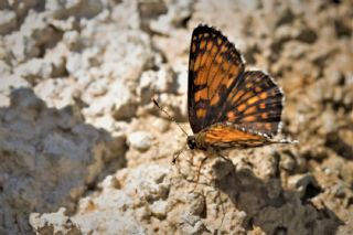 Funda parhan (Melitaea irka)