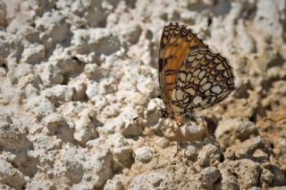 Funda parhan (Melitaea irka)