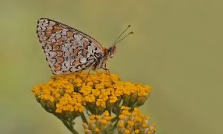 Cezayirli parhan (Melitaea ornata)