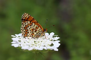 Cezayirli �parhan&nbsp;(Melitaea&nbsp;ornata)