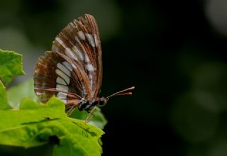 Szlen Karakz (Neptis rivularis)