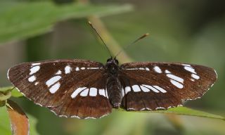 Szlen Karakz (Neptis rivularis)