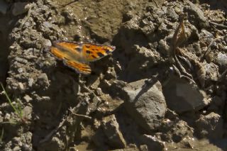 Karaaa Nimfalisi (Inachis polychloros)