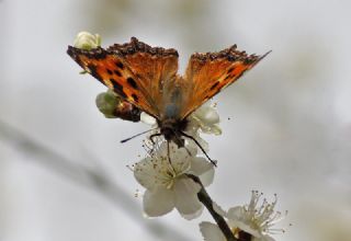 Karaaa Nimfalisi (Inachis polychloros)