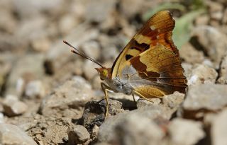 Anadolu ehzadesi (Thaleropis ionia)