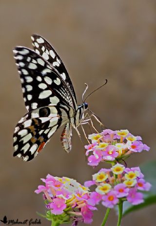 Nusaybin Gzeli (Papilio demoleus)