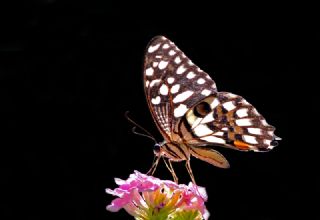 Nusaybin Gzeli (Papilio demoleus)