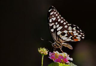 Nusaybin Gzeli (Papilio demoleus)