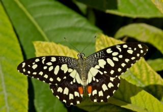 Nusaybin Gzeli (Papilio demoleus)