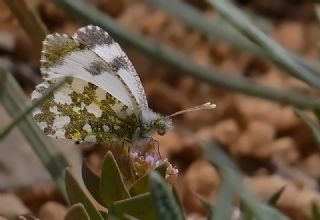 Step Ssls (Anthocharis gruneri)