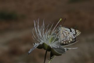 Beyaz nc (Belenois aurota)