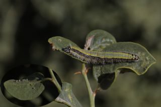 Beyaz nc (Belenois aurota)