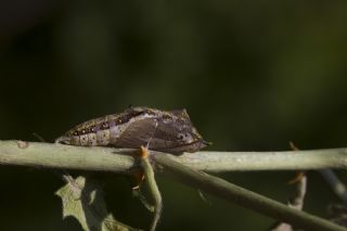 Beyaz nc (Belenois aurota)