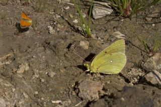 Anadolu Azameti (Colias aurorina)