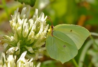 Anadolu Orakkanad (Gonepteryx farinosa)