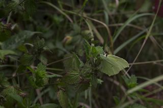 Anadolu Orakkanad (Gonepteryx farinosa)