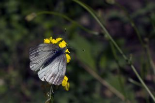 izgili Da Beyazmelei (Pieris bryoniae)