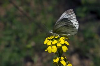 izgili Da Beyazmelei (Pieris bryoniae)