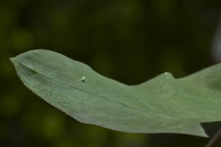 izgili Da Beyazmelei (Pieris bryoniae)