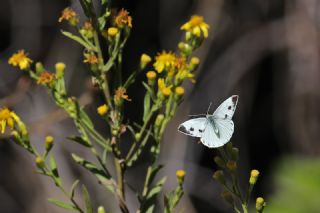 Yalanc Beyazmelek (Pieris pseudorapae)