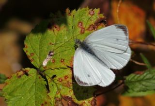 Yalanc Beyazmelek (Pieris pseudorapae)