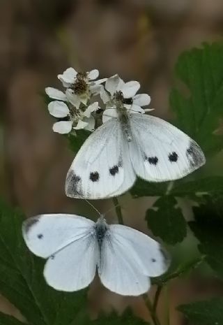 Yalanc Beyazmelek (Pieris pseudorapae)