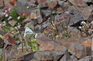 Doruklarn Beneklimelei (Pontia callidice)