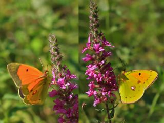 Kafkas Azameti (Colias caucasica)