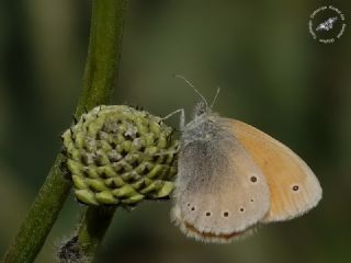 Kafkasya Zpzp Perisi (Coenonympha symphita)