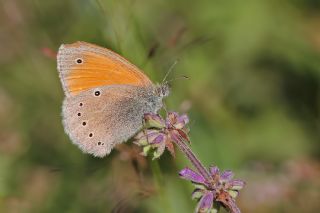 Kafkasya Zpzp Perisi (Coenonympha symphita)